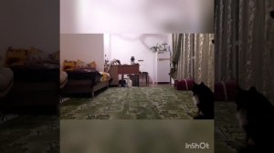 скрытая камера