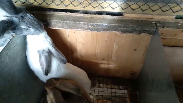 Клетка для кроликов из дерева