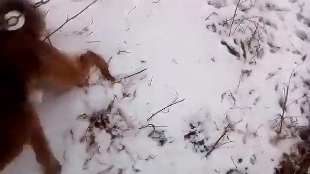 Дворнягя на цепи радуется моему приходу смотреть онлайн