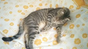 Почему коты себя облизывают