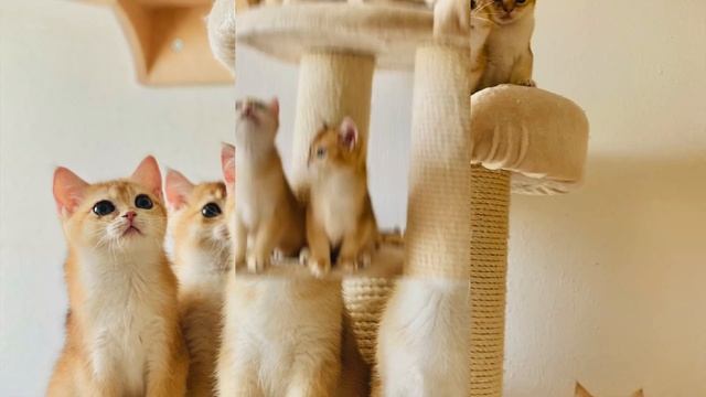 ?  КОТЯТА  ЛЮКС  ?ЗОЛОТАЯ ШИНШИЛЛА?GOLDEN KITTENS?