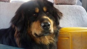 Монгол банхар 1