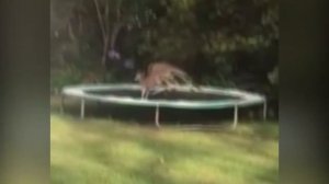 Топ-5 смешных неудач на батутах