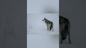 Все ищут эту песню волк одиночка