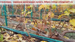Творческая формировка винограда Кишмиш Атика- смешанная кордон и веерная. Пузенко Наталья Лариасовн