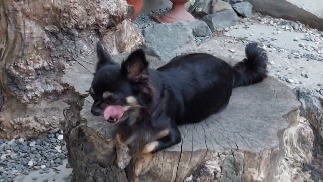 ЛаВанда Филипповна Кастропуло питомник чихуахуа смотреть онлайн