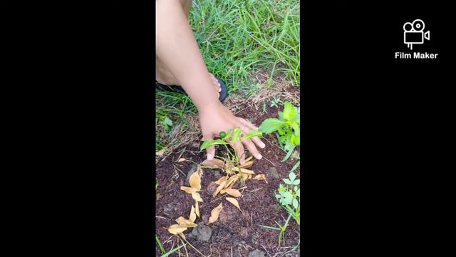 Update sa amung Lemonsito‼️ @FlorameBoholana @mscynthialife thank you for inspiring me.. смотреть онлайн