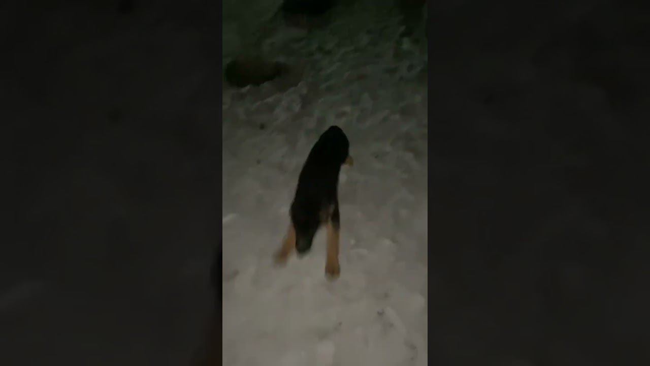 У Сараби глаза горят, щенок играет со снегом #немецкаяовчарка #собаки смотреть онлайн