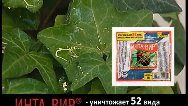 Инта-вир смотреть онлайн