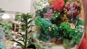 Мои флорариумы.mp4