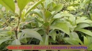 CRICKET BALL CHIKU \ KALAPATI CHIKU \THAI CHIKU ALL KINDS OF CHIKU PLANT AVAILABLE  IMRAN NURSERY |