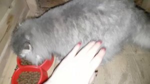 БЕРЕМЕННАЯ КОШКА не может родить. Что то пошло не так, ЖДЁМ рождения котят