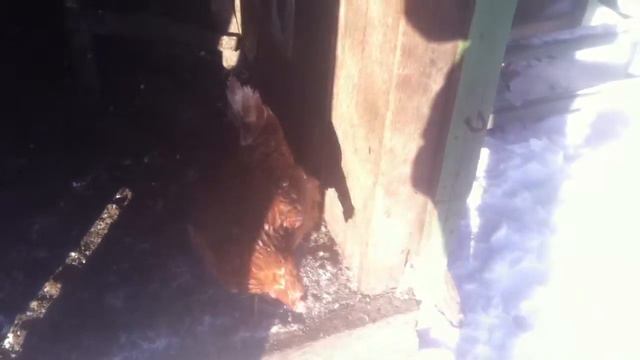 Переполох в курятнике Такса в курятнике смотреть онлайн