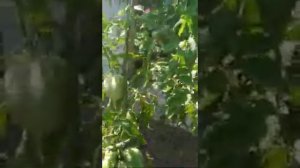 №15 "Маргаретто" Сорта помидоров. Выращивание помидоров.  Огород. Сад. Томаты.