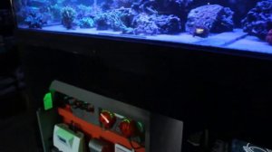 Coral shopping in Montreal (Laval) quick tour of Reef Solution 500g sps display tank