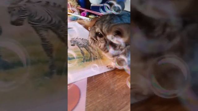 Школа домашних животных 🤩🐭🐇 смотреть онлайн