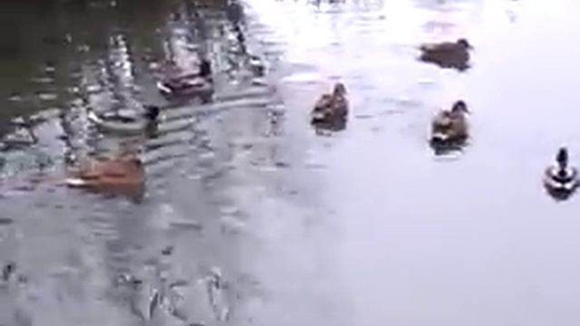 дикие утки на даче смотреть онлайн
