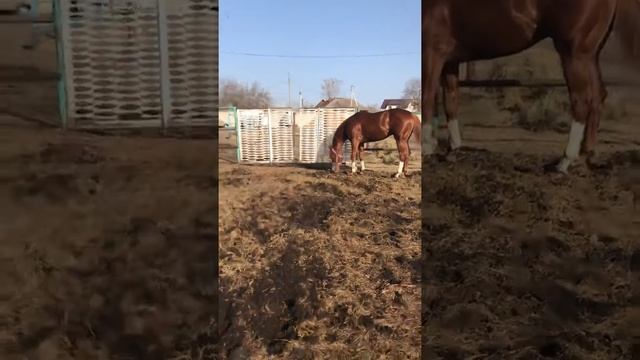 Продаётся жеребец английский чистокровный смотреть онлайн