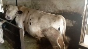 Самый большой бык в моей истории! цена на быков!