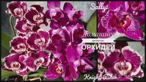 Phal. Knight Rider ? & phal. Sally 1 peloric ? Цветение орхидей-красавиц | Обзор