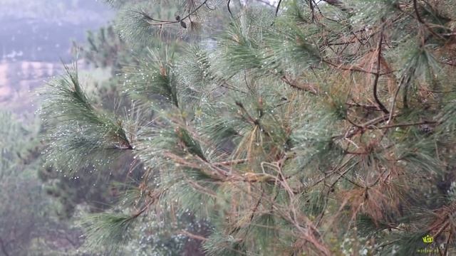 Да Хун Пао. Прогулка по горам Уишань. Часть Первая смотреть онлайн