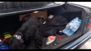 Срочно  сотрудник  ДПС  досмотр  автомобиля  Сын  Каромат  Шарипов
