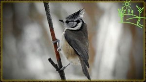 Голоса птиц Как поёт Синица хохлатая (Parus cristatus).mp4
