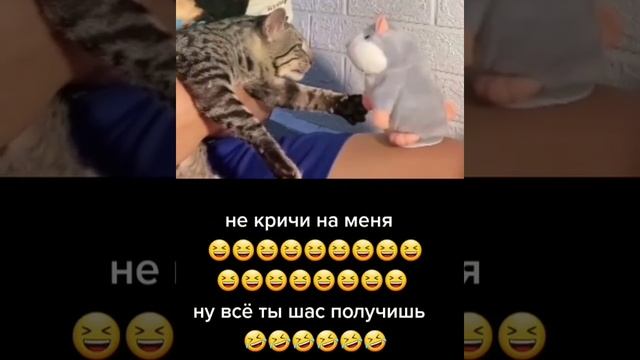 Нападение кота на игрушку-повторюшку. Кот орет на игрушку