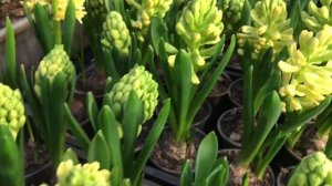 Выгонка гиацинтов