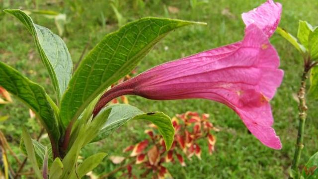 Руэллия (Ruellia) смотреть онлайн