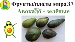 Фрукты - плоды мира 37 – зелёные авокадо Сыроедение Фрукторианство