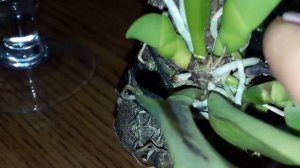 Каттлеи: Orchid Rlc Toshie Aoki, C Dowiana Aurea, C Maxima Coerulea Hector