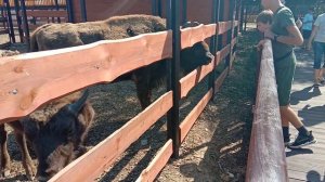 Кормление зубра с рук