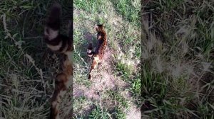 Дикая бенгальская кошка