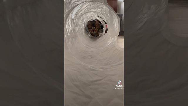 Коты смешныеПриколы с животнымиБенгальская кошкаБенгал Леон