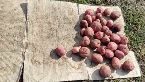 Убираю картофель и готовлю его на хранение. Отбираю и подготавливаю клубни на посадку.
