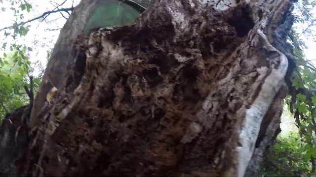 ШОК что снял фотоаппарат откуда выпрыгнула Николь? Лагерь беженцев в лесу - Заброшенный мир! смотреть онлайн