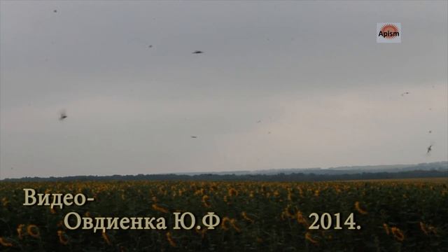 Неоспоримое преимущество карпатских и кавказских пчёл – лет при более низких температурах смотреть онлайн