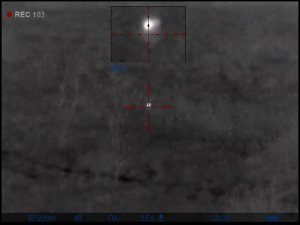 Енот на приваде 48 (223 rem)