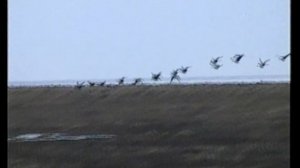 Охота на гуся весной. Крайний Север. Таймыр.