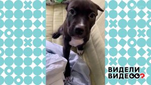 Прайтер с актерскими способностями. Видели видео? Фрагмент выпуска от 24.05.2020