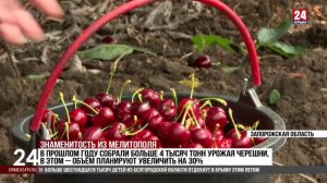 В Крыму мелитопольская черешня оказалась дешевле, чем в Запорожской области
