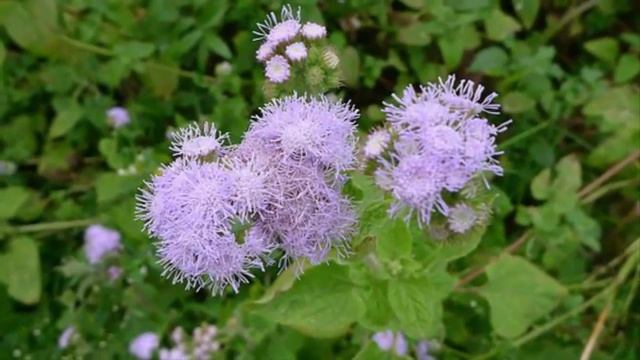 How to Plant and Care for Ageratum Flowers for Ornamental Plants for Beginners смотреть онлайн