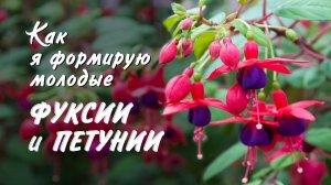 Как я формирую молодые фуксии и петунии. Первый раз использую удобрение Landscaper Pro Flora