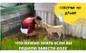 ЧТО НУЖНО ЗНАТЬ ЕСЛИ ХОЧЕШЬ ЗАВЕСТИ КОЗУ. ИЛИ ПАРУ ВЕСЁЛЫХ ИСТОРИЙ И ГОВОРИМ ПО ДУШАМ