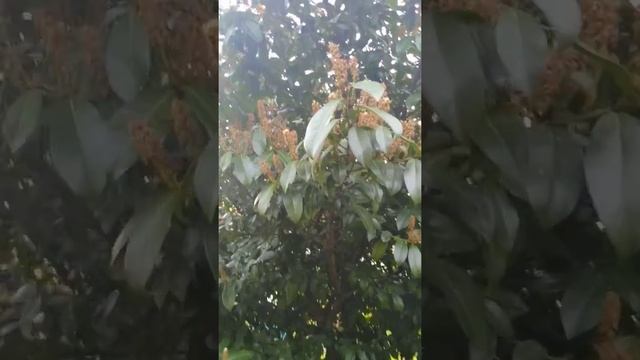 лавровишня ,что это -может кто знает ?подскажите . смотреть онлайн