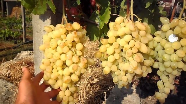 Виноград Долгожданный 2016 (Панченко) смотреть онлайн