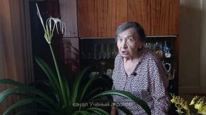 Цветок - облако.  Панкрациум прекрасный.