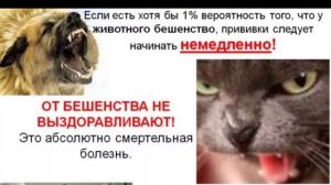 Бешенство у собак — признаки бешенства у собаки. Бешенство у человека после укуса собаки.