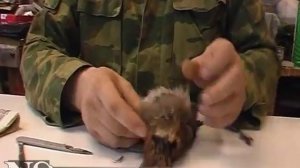 Секреты таксидермии. Сойка.